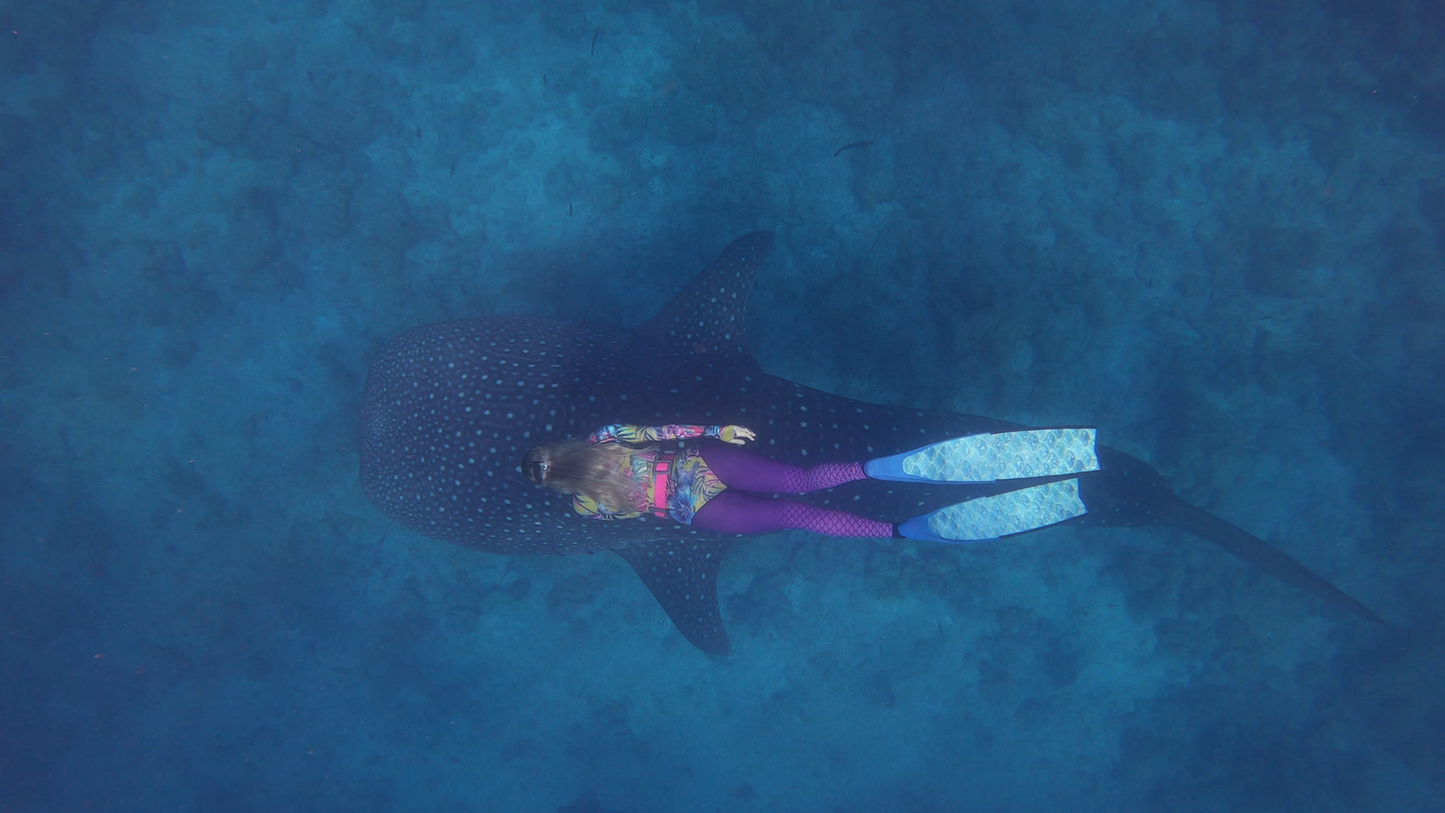 Sydney Free Diving Chinese Course - Molchanovs or AIDA