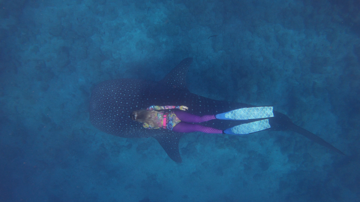 Sydney Free Diving Course - Molchanovs or AIDA