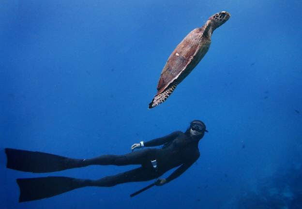Sydney Free Diving Chinese Course - Molchanovs or AIDA