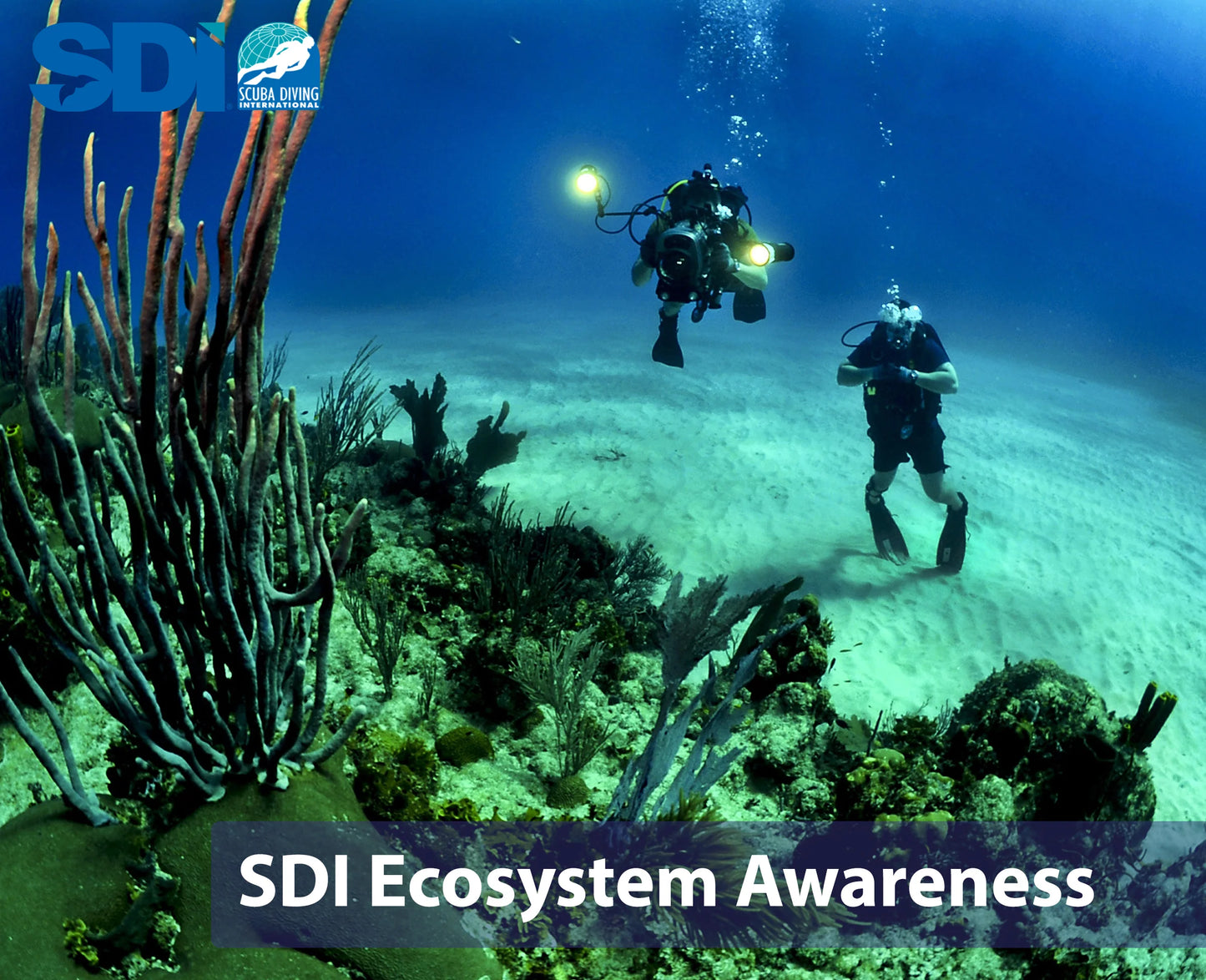 SDI 海洋生态系统意识潜水员课程