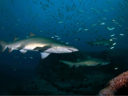 NSW Forster Boat Dive Trip - Underwater Explorers Society Usyd