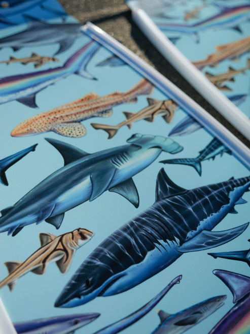 Divermon White Shark Free Diving Fins Blades - Composite Soft