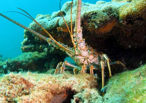 SDI Underwater Hunter / Collector Diver Course - Infinity DiveSDI Underwater Hunter / Collector Diver CourseInfinity Dive