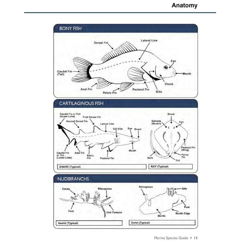 Marine Species Guide