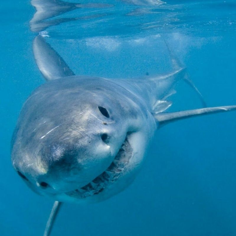 Marine Species Guide