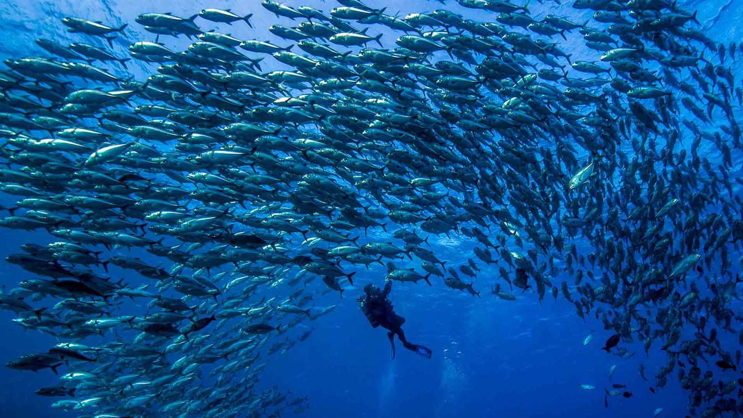 潜水旅行押金