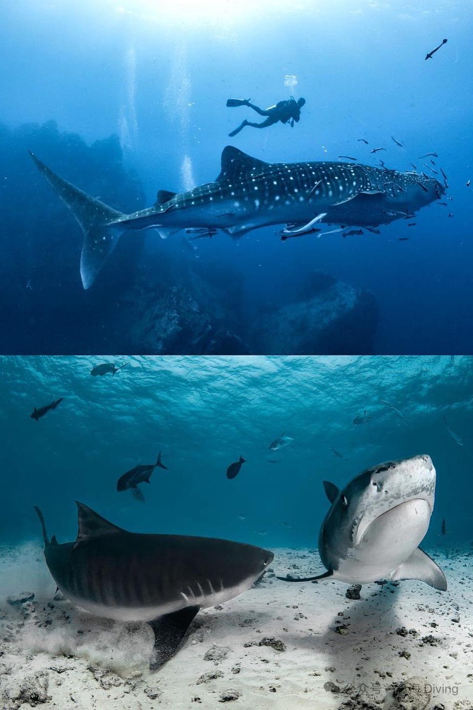 2027 New Year Maldives Four Atolls Liveaboard - Infinity Dive2027 New Year Maldives Four Atolls LiveaboardInfinity Dive