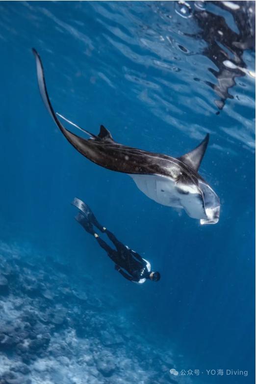 2027 New Year Maldives Four Atolls Liveaboard - Infinity Dive2027 New Year Maldives Four Atolls LiveaboardInfinity Dive