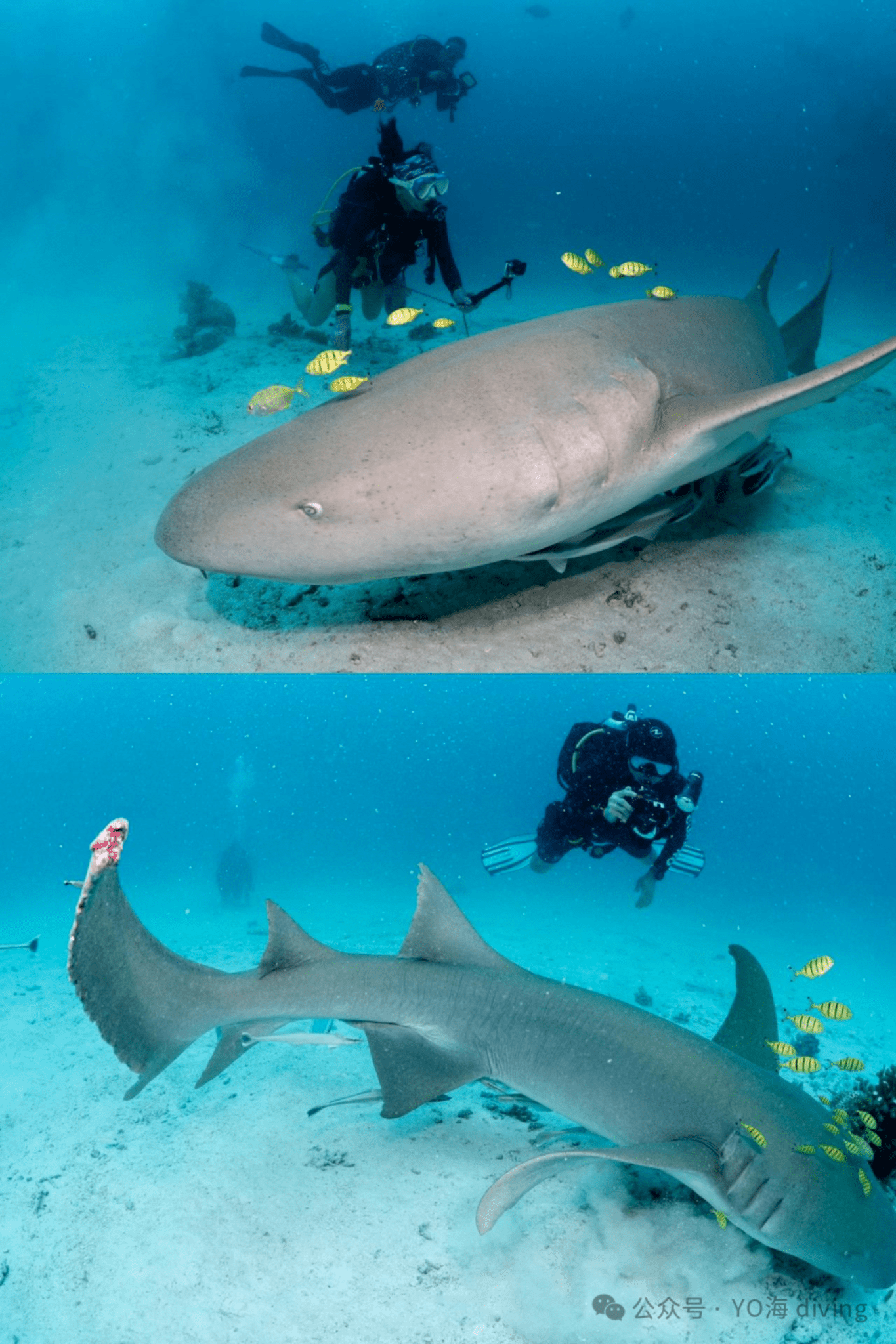 2027 New Year Maldives Four Atolls Liveaboard - Infinity Dive2027 New Year Maldives Four Atolls LiveaboardInfinity Dive