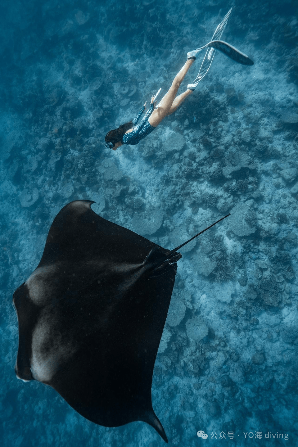 2027 New Year Maldives Four Atolls Liveaboard - Infinity Dive2027 New Year Maldives Four Atolls LiveaboardInfinity Dive