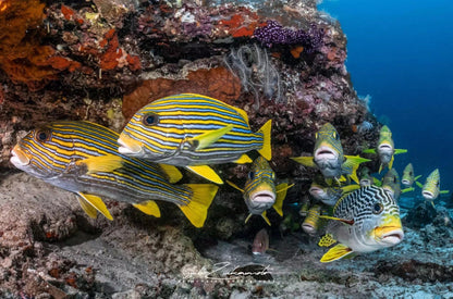 2027 Raja Manta Christmas Liveaboard (8D7N) - Infinity Dive2027 Raja Manta Christmas Liveaboard (8D7N)Infinity Dive