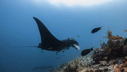 2027 Raja Manta Christmas Liveaboard (8D7N) - Infinity Dive2027 Raja Manta Christmas Liveaboard (8D7N)Infinity Dive