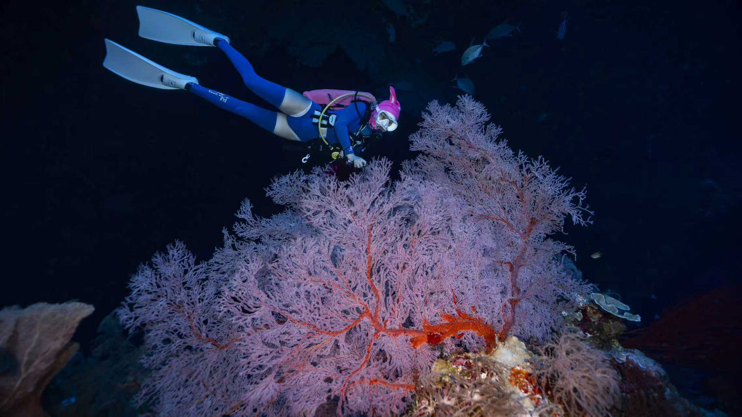 Palau 9-day 8-night Dive Adventures with 18 Guided Boat Dives