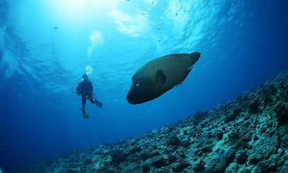 Palau 9-day 8-night Dive Adventures with 18 Guided Boat Dives