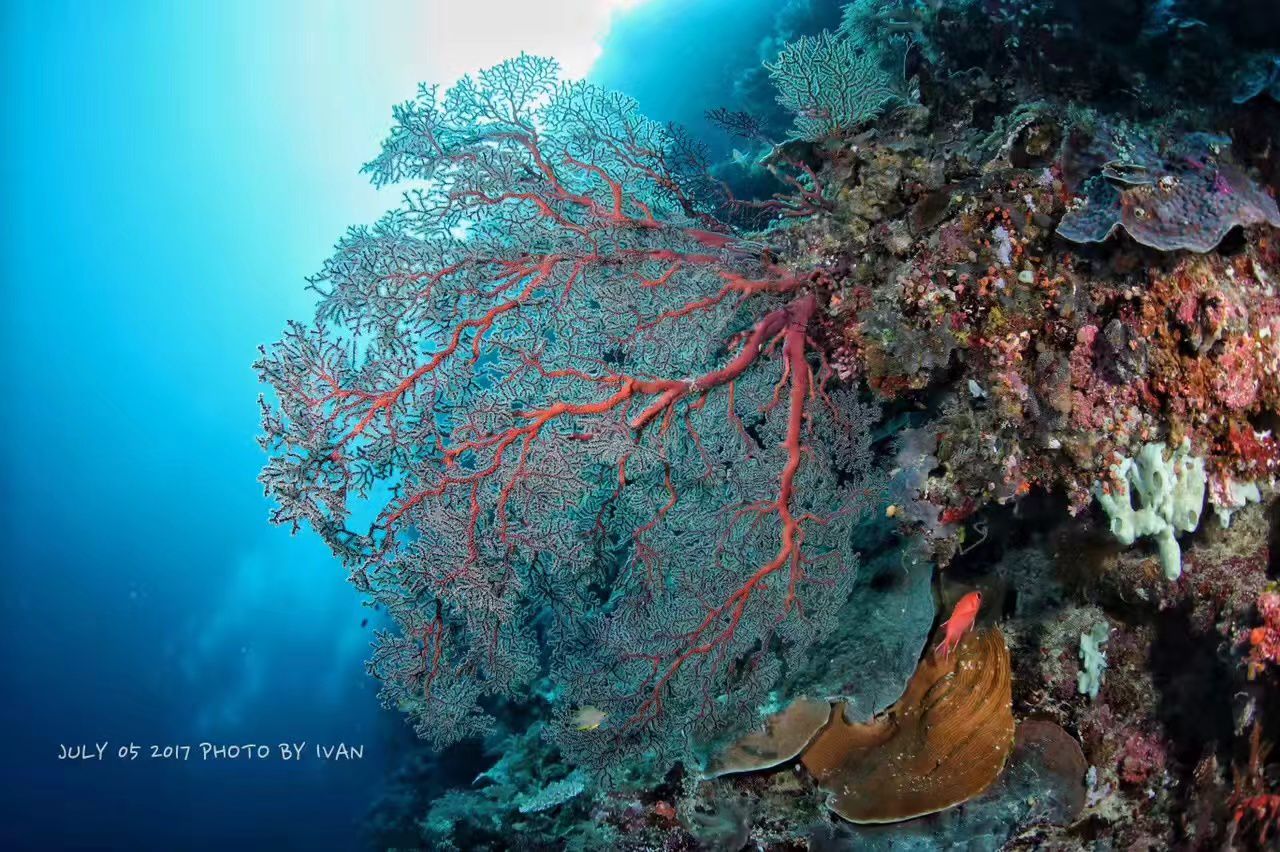 Palau 9-day 8-night Dive Adventures with 18 Guided Boat Dives