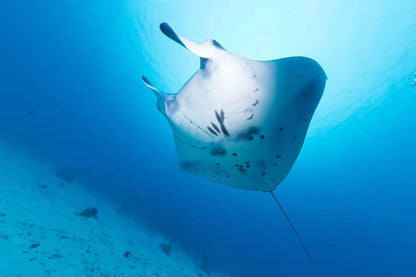 Palau 9-day 8-night Dive Adventures with 18 Guided Boat Dives