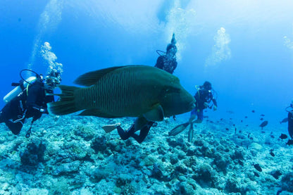 Palau 9-day 8-night Dive Adventures with 18 Guided Boat Dives