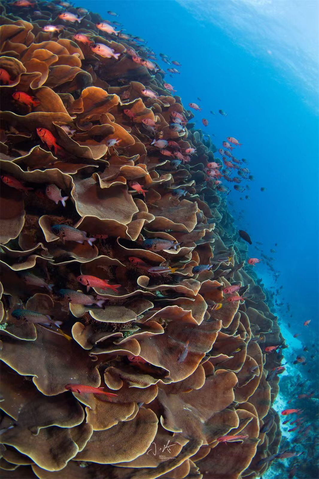 Palau 9-day 8-night Dive Adventures with 18 Guided Boat Dives