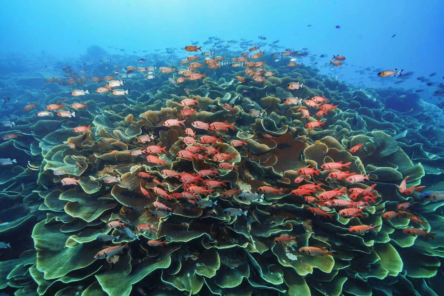 Palau 9-day 8-night Dive Adventures with 18 Guided Boat Dives