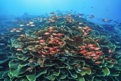 Palau 9-day 8-night Dive Adventures with 18 Guided Boat Dives