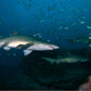 NSW Forster Boat Dive Trip - Underwater Explorers Society Usyd