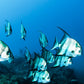 SDI Underwater Videographer Diver Course