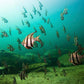 NSW Forster Boat Dive Trip - Underwater Explorers Society Usyd