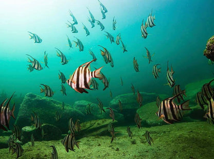 NSW Forster Boat Dive Trip - Underwater Explorers Society Usyd
