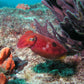 NSW Forster Boat Dive Trip - Underwater Explorers Society Usyd