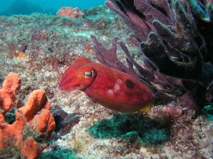 NSW Forster Boat Dive Trip - Underwater Explorers Society Usyd