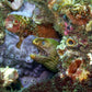 NSW Forster Boat Dive Trip - Underwater Explorers Society Usyd