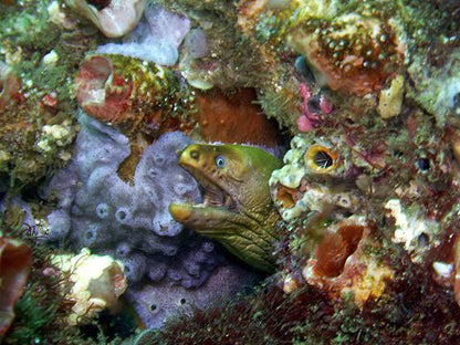 NSW Forster Boat Dive Trip - Underwater Explorers Society Usyd