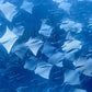 NSW Forster Boat Dive Trip - Underwater Explorers Society Usyd