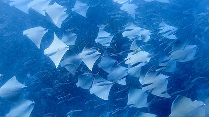NSW Forster Boat Dive Trip - Underwater Explorers Society Usyd