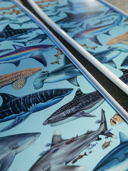 Divermon White Shark Free Diving Fins Blades - Composite Soft