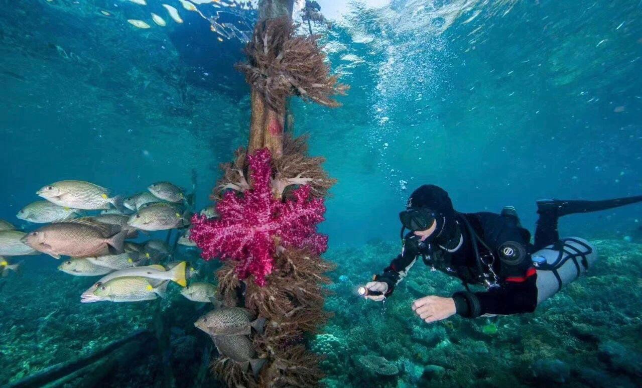 2027  Raja Manta Christmas Liveaboard (8D7N)
