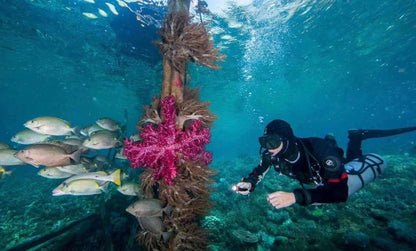 2027  Raja Manta Christmas Liveaboard (8D7N)