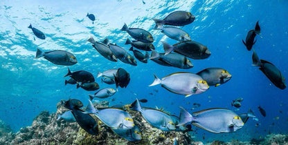 2027  Raja Manta Christmas Liveaboard (8D7N)