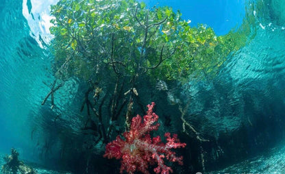 2027  Raja Manta Christmas Liveaboard (8D7N)