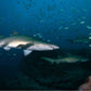 NSW Forster Boat Dive Trip - Underwater Explorers Society Usyd