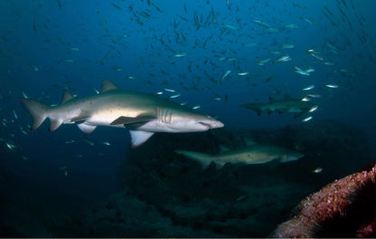 NSW Forster Boat Dive Trip - Underwater Explorers Society Usyd