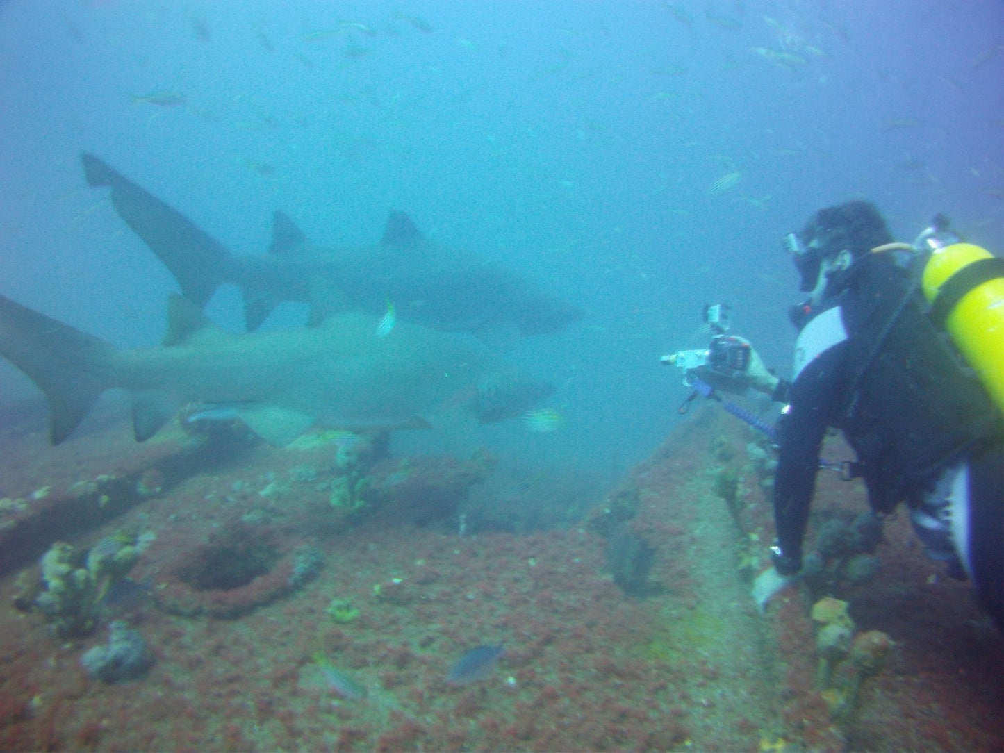 NSW Forster Boat Dive Trip - Underwater Explorers Society Usyd - Infinity DiveNSW Forster Boat Dive Trip - Underwater Explorers Society UsydInfinity Dive