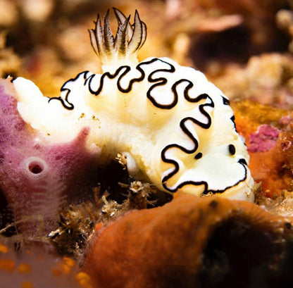 NSW Forster Boat Dive Trip - Underwater Explorers Society Usyd