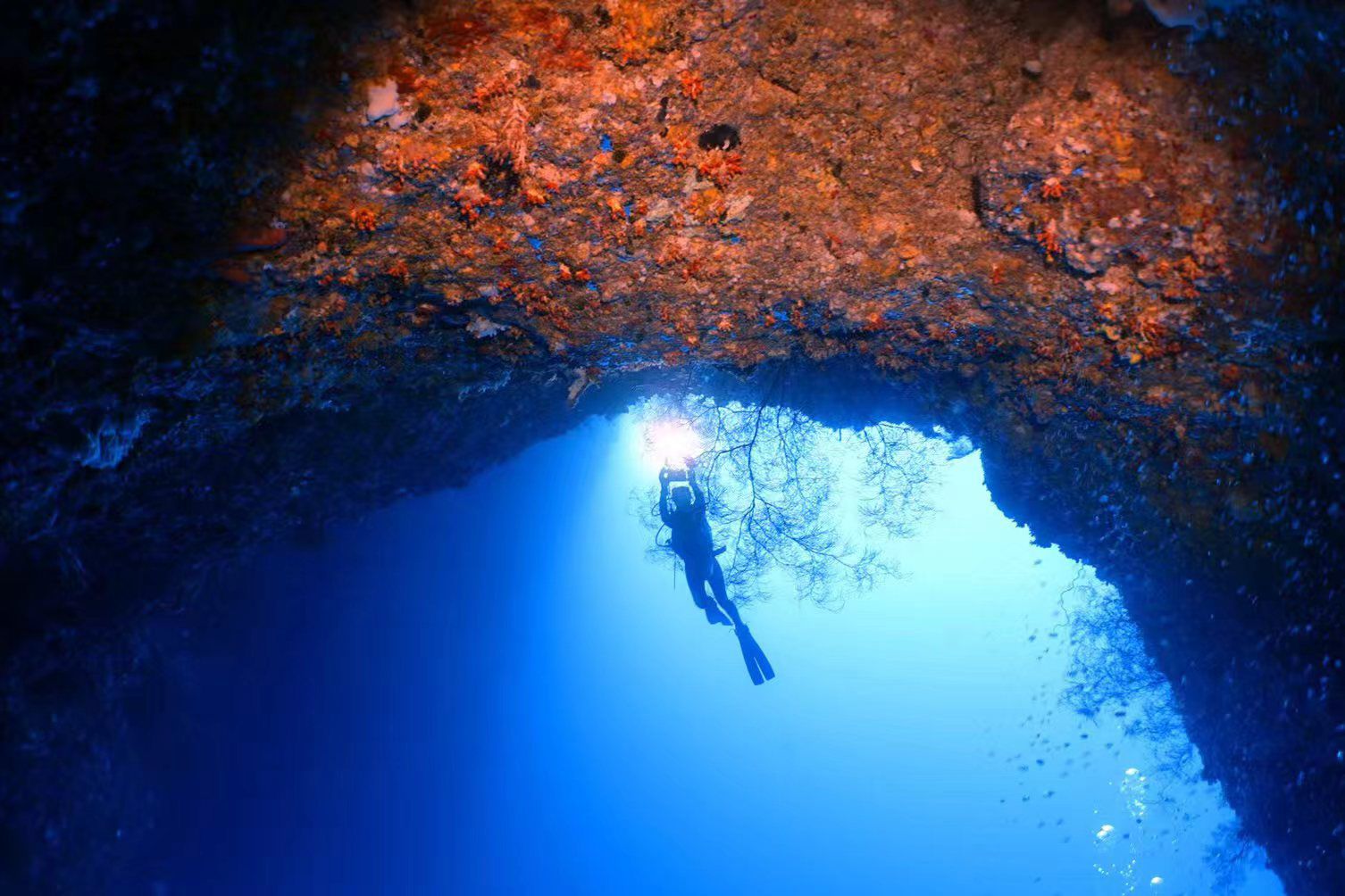 Palau 9 days 8 nights Dive Adventures with 18 Guided Boat Dives - Infinity DivePalau 9 days 8 nights Dive Adventures with 18 Guided Boat DivesInfinity Dive