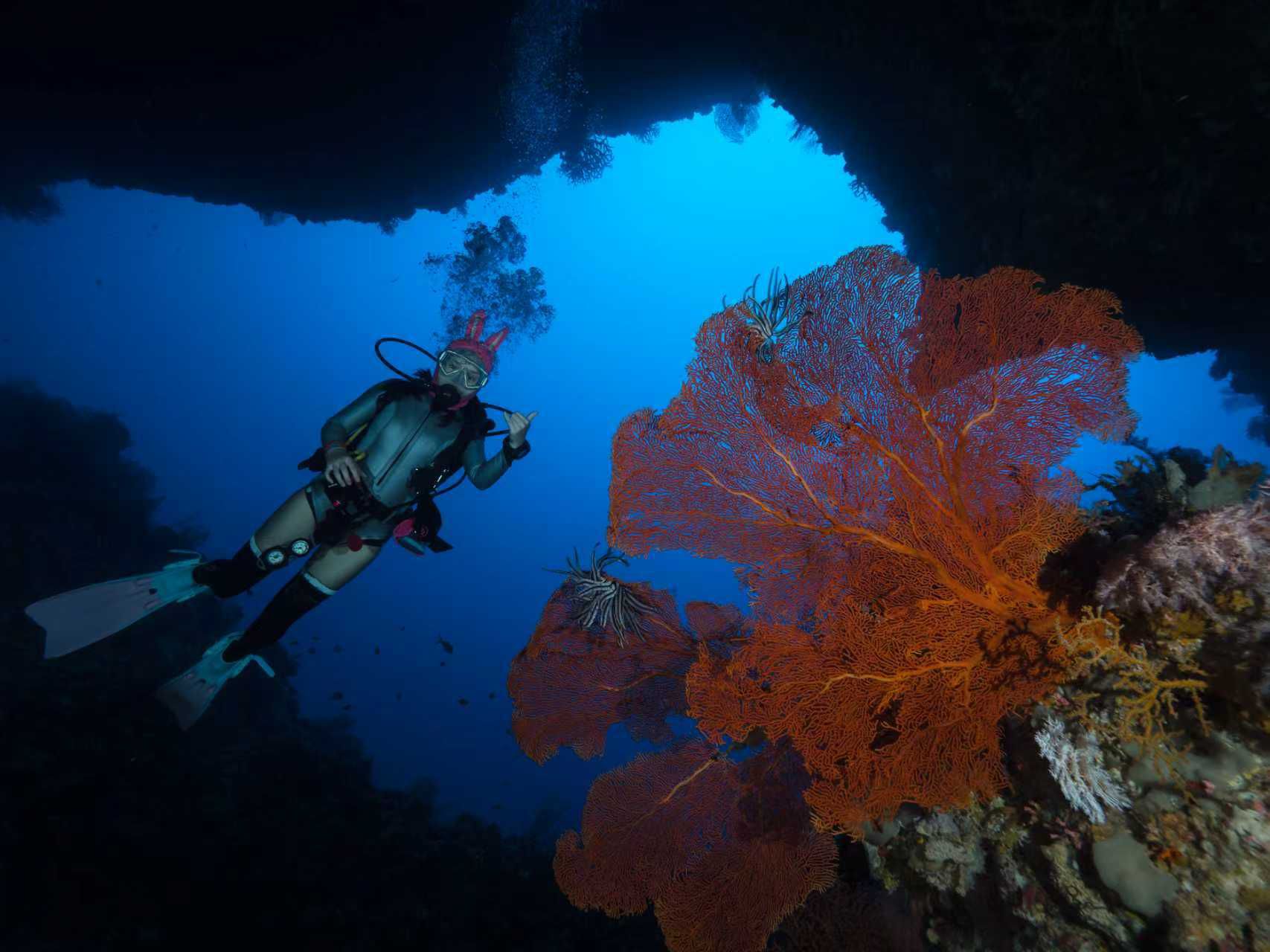 Palau 9 days 8 nights Dive Adventures with 18 Guided Boat Dives - Infinity DivePalau 9 days 8 nights Dive Adventures with 18 Guided Boat DivesInfinity Dive
