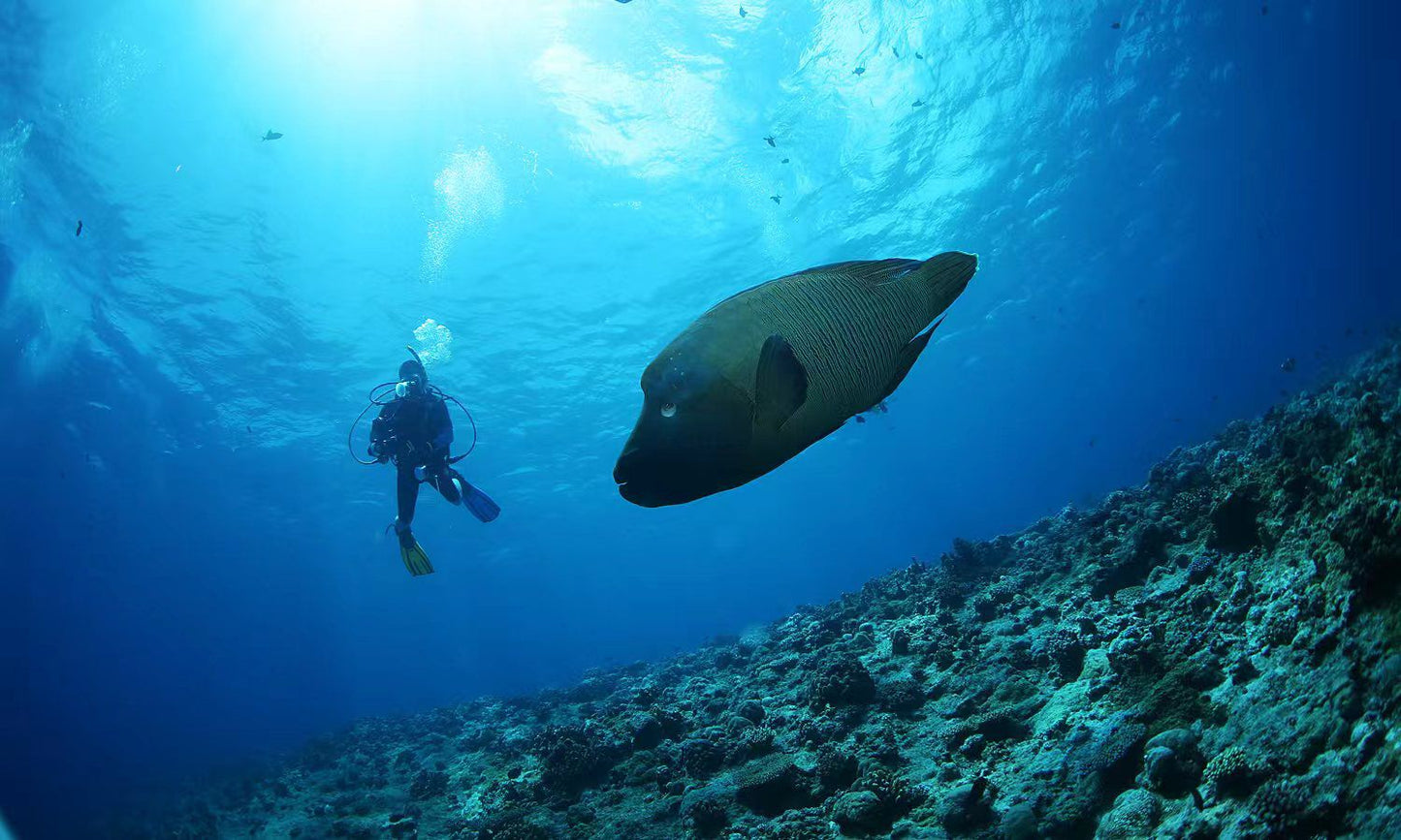 Palau 9 days 8 nights Dive Adventures with 18 Guided Boat Dives - Infinity DivePalau 9 days 8 nights Dive Adventures with 18 Guided Boat DivesInfinity Dive