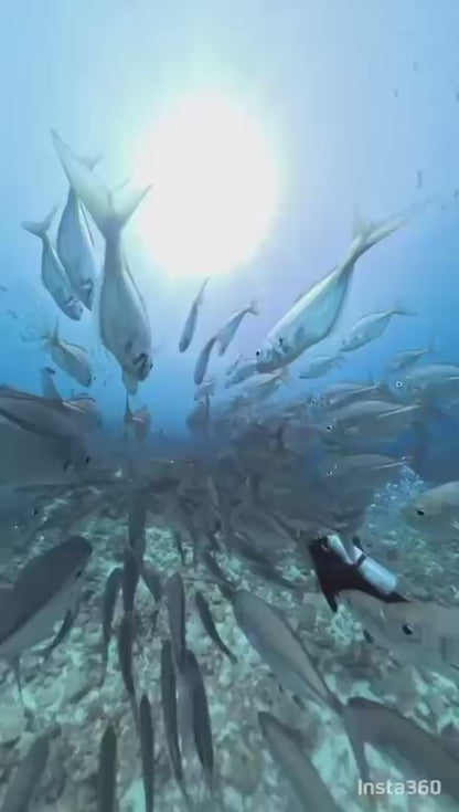 Palau 9-day 8-night Dive Adventures with 18 Guided Boat Dives