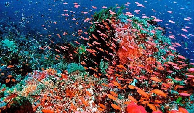 Raja Ampat 6 - Night X'mas Dive Adventure - December 20 - 26, 2026 - Infinity DiveRaja Ampat 6 - Night X'mas Dive Adventure - December 20 - 26, 2026Infinity Dive