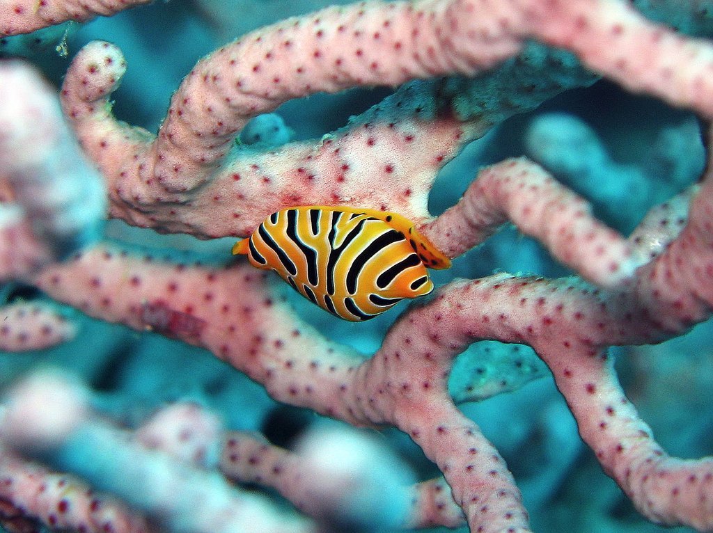 Raja Ampat 6 - Night X'mas Dive Adventure - December 20 - 26, 2026 - Infinity DiveRaja Ampat 6 - Night X'mas Dive Adventure - December 20 - 26, 2026Infinity Dive
