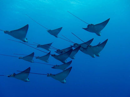 Raja Ampat 6 - Night X'mas Dive Adventure - December 20 - 26, 2026 - Infinity DiveRaja Ampat 6 - Night X'mas Dive Adventure - December 20 - 26, 2026Infinity Dive